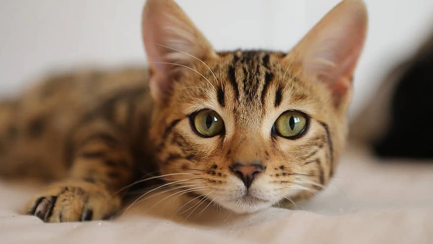 63371da8bff33-chat.jpg